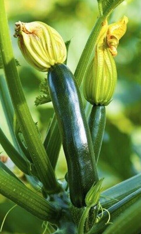 'Raven' Container Zucchini