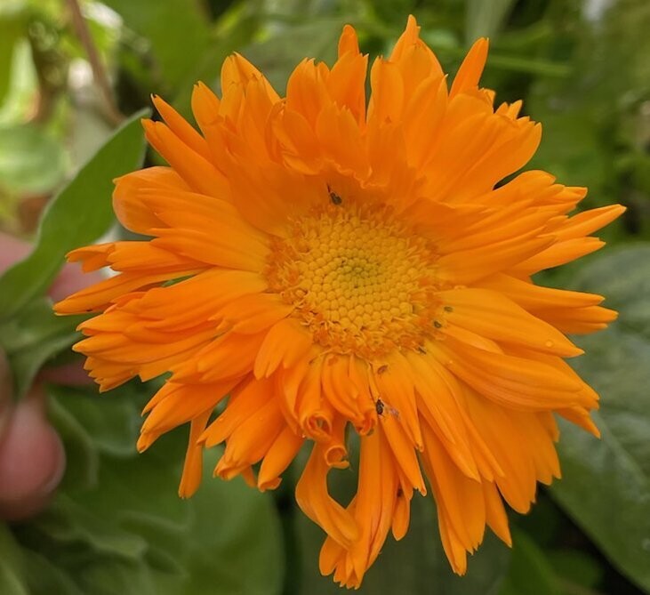 Calendula officinalis - Calendula, Orange