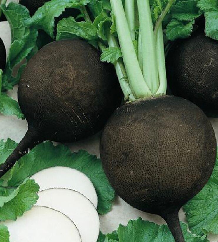 Spanish Black Radish - Raphanus sativus niger Seeds