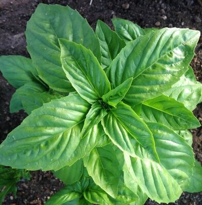 Genovese basil - Ocimum basilicum Genovese basil - Ocimum basilicum