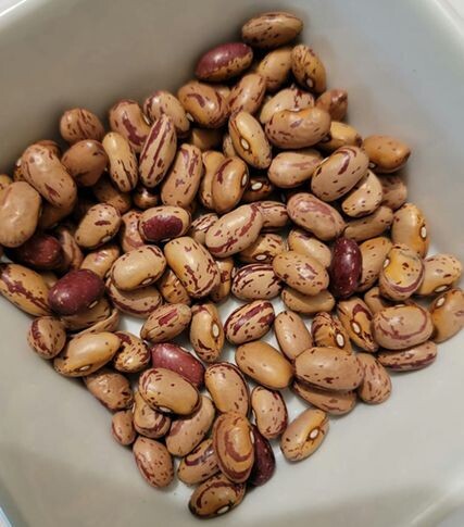 Vermont Cranberry, ( Borlotti ) Bush Bean