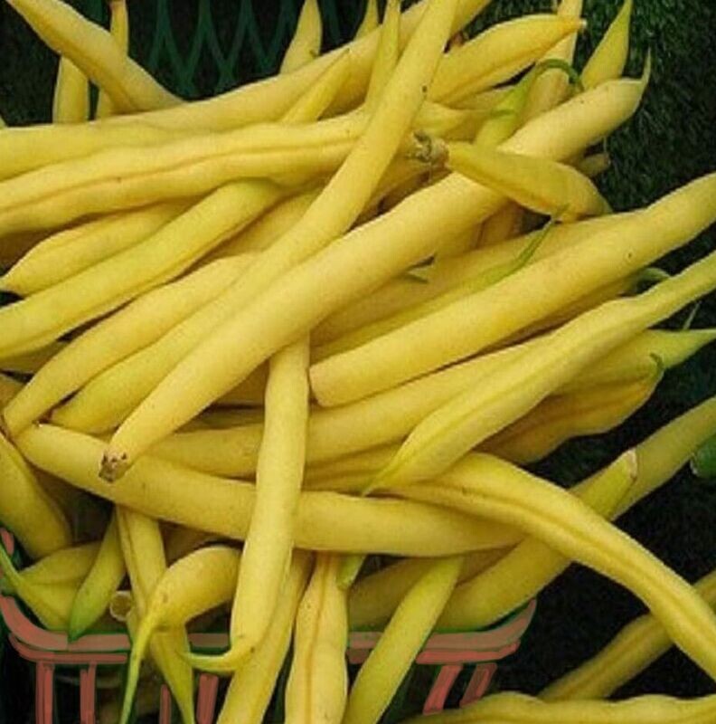 "Gold Rush" - Yellow Snap Bean Seeds