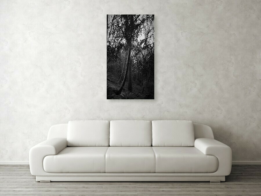 The Illusion of the Forest