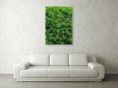 The Forest Floor