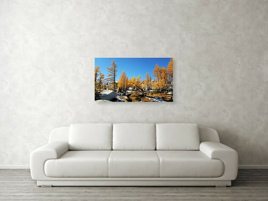 Aasgard Larch