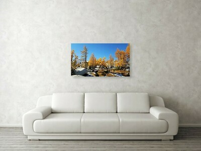 Aasgard Larch