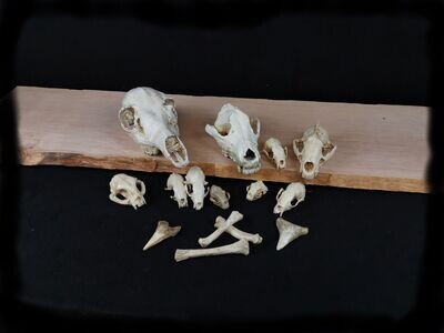 Schädel und Knochen