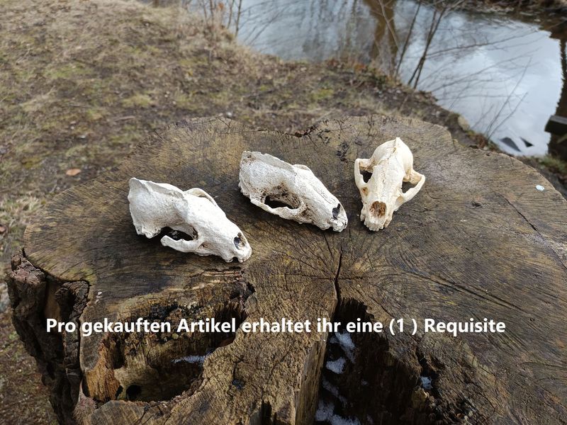 Dachsschädel