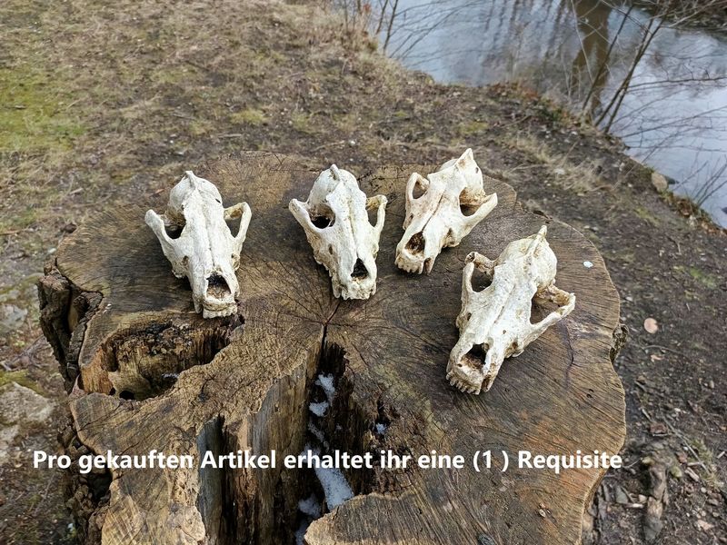 Wolfsschädel