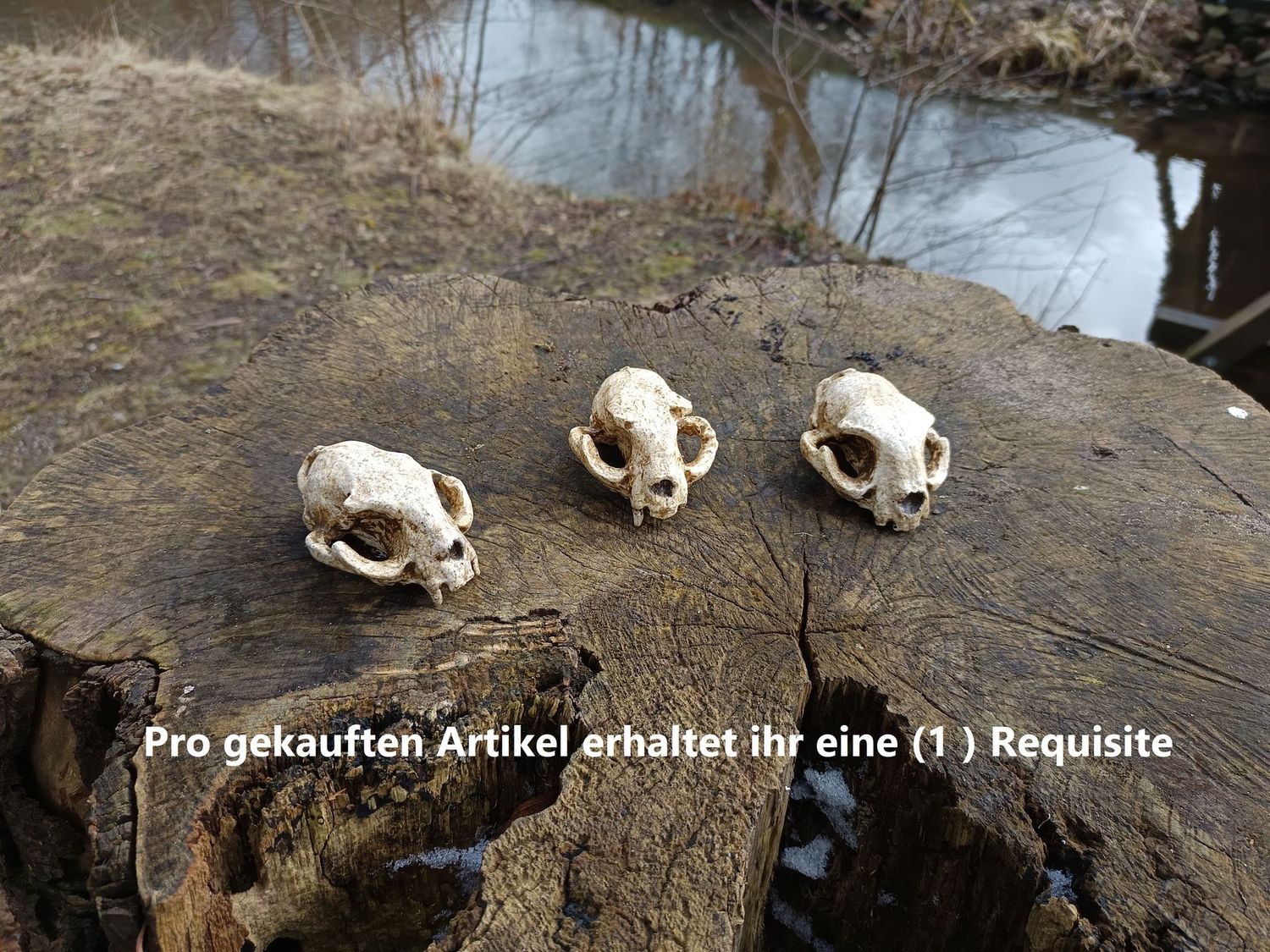 Katzenschädel