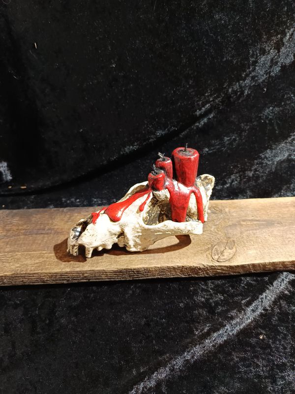 Ritual Wolfsschädel Ritual Wolfsschädel