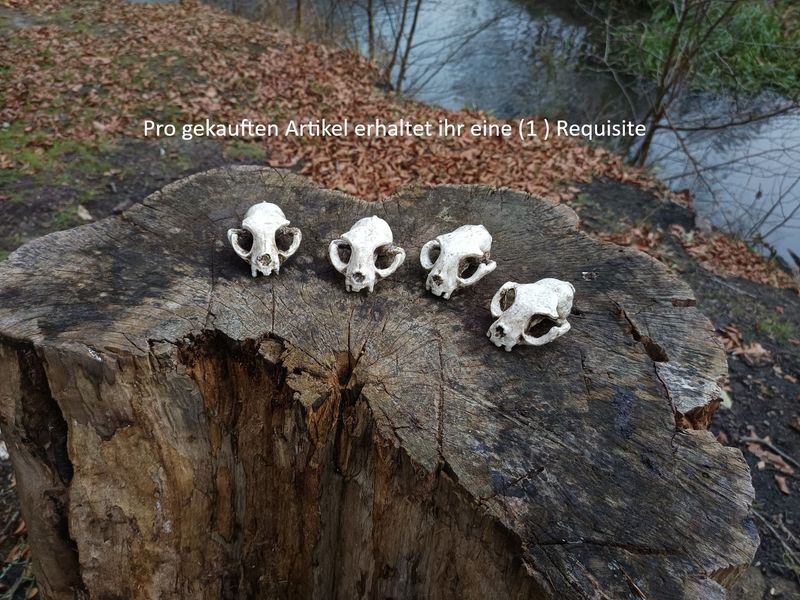 Katzenschädel Katzenschädel