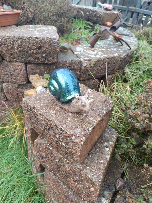 Grünschimmer Rennschnecke Grünschimmer Rennschnecke