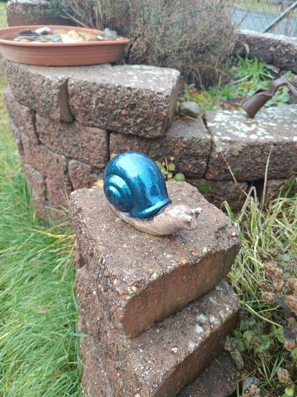 Blauschimmer Rennschnecke Blauschimmer Rennschnecke