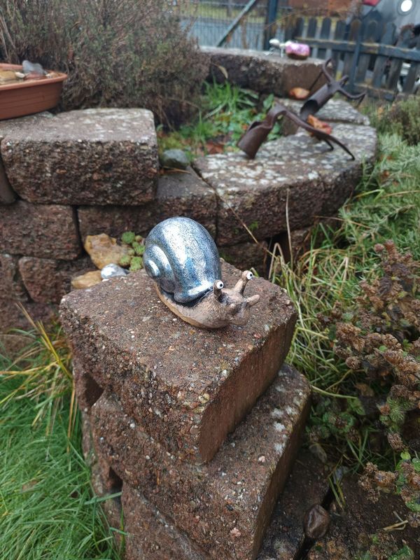 Sternglanz Rennschnecke Sternglanz Rennschnecke