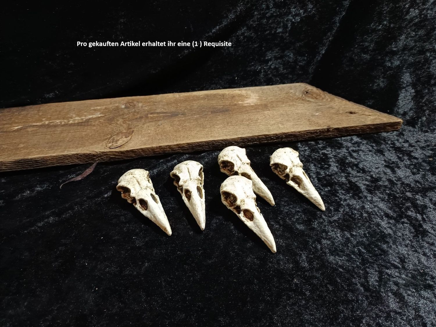 VogelschÀdel VogelschÀdel