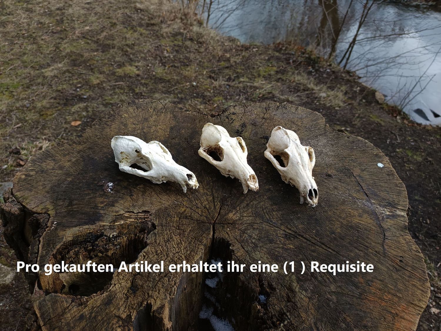 Fuchssschädel Fuchssschädel