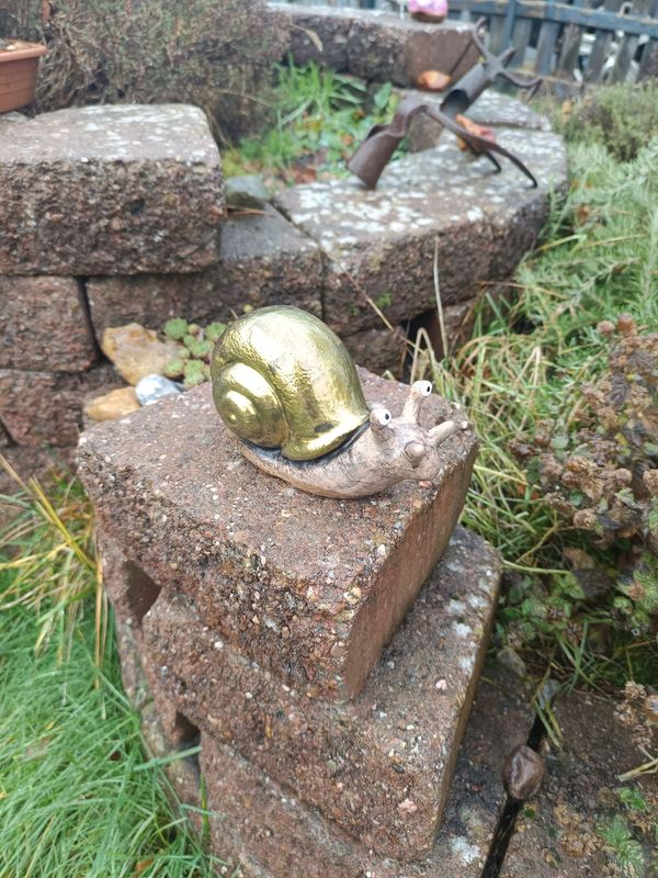 Goldschimmer Rennschnecke Goldschimmer Rennschnecke