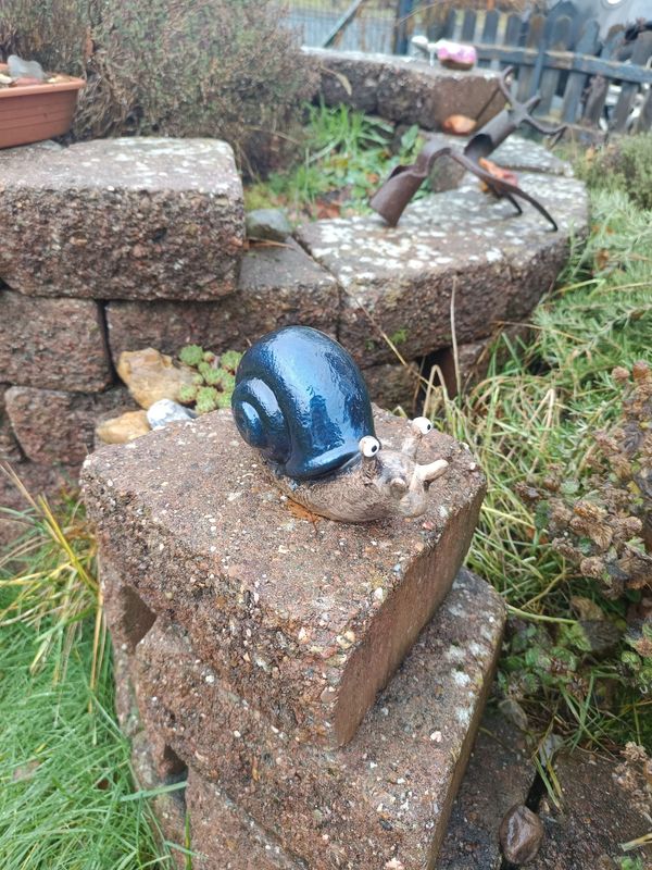 Blauschimmer Rennschnecke Blauschimmer Rennschnecke