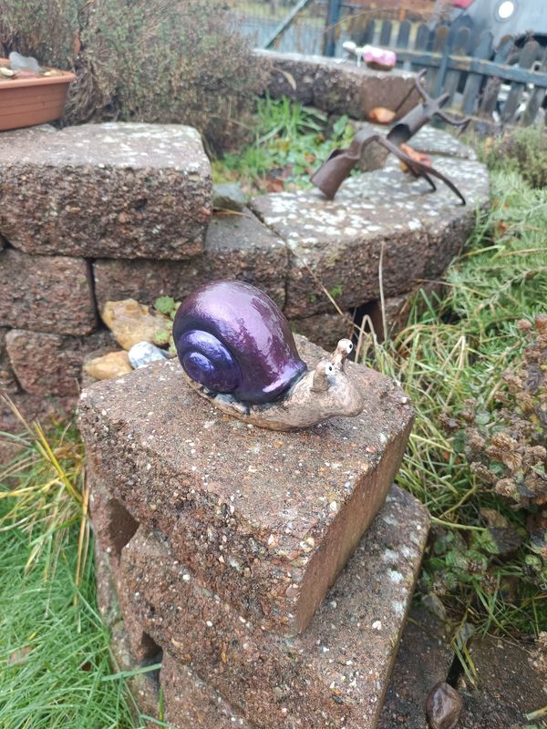 Violettschimmer Rennschnecke Violettschimmer Rennschnecke