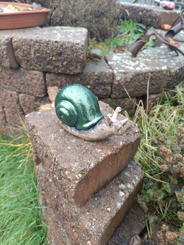 Grünschimmer Rennschnecke Grünschimmer Rennschnecke