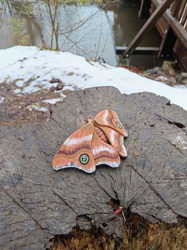 Prachtfalter aus dem Düsterwald Prachtfalter aus dem Düsterwald