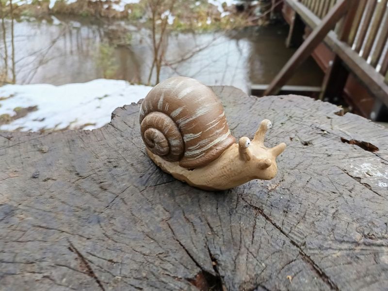 Weinberg Rennschnecke Weinberg Rennschnecke