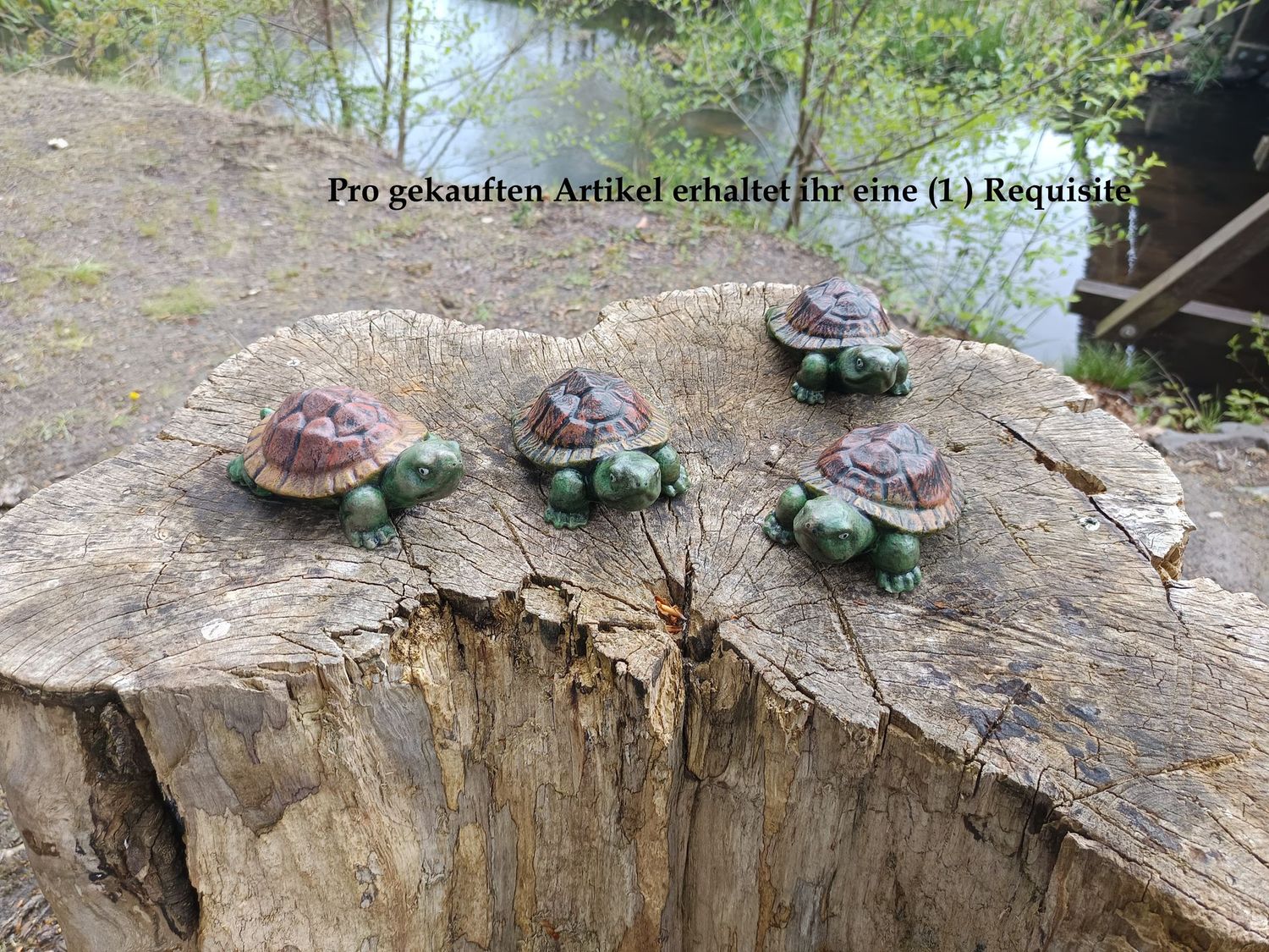 Kleine Waldschildkröte