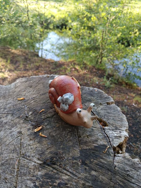 Meer Rennschnecke