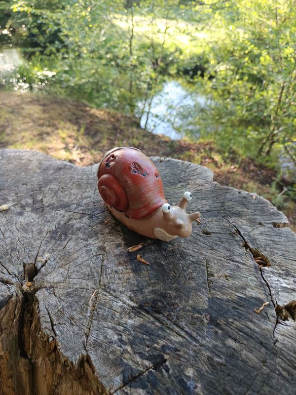 Verletzte Rennschnecke