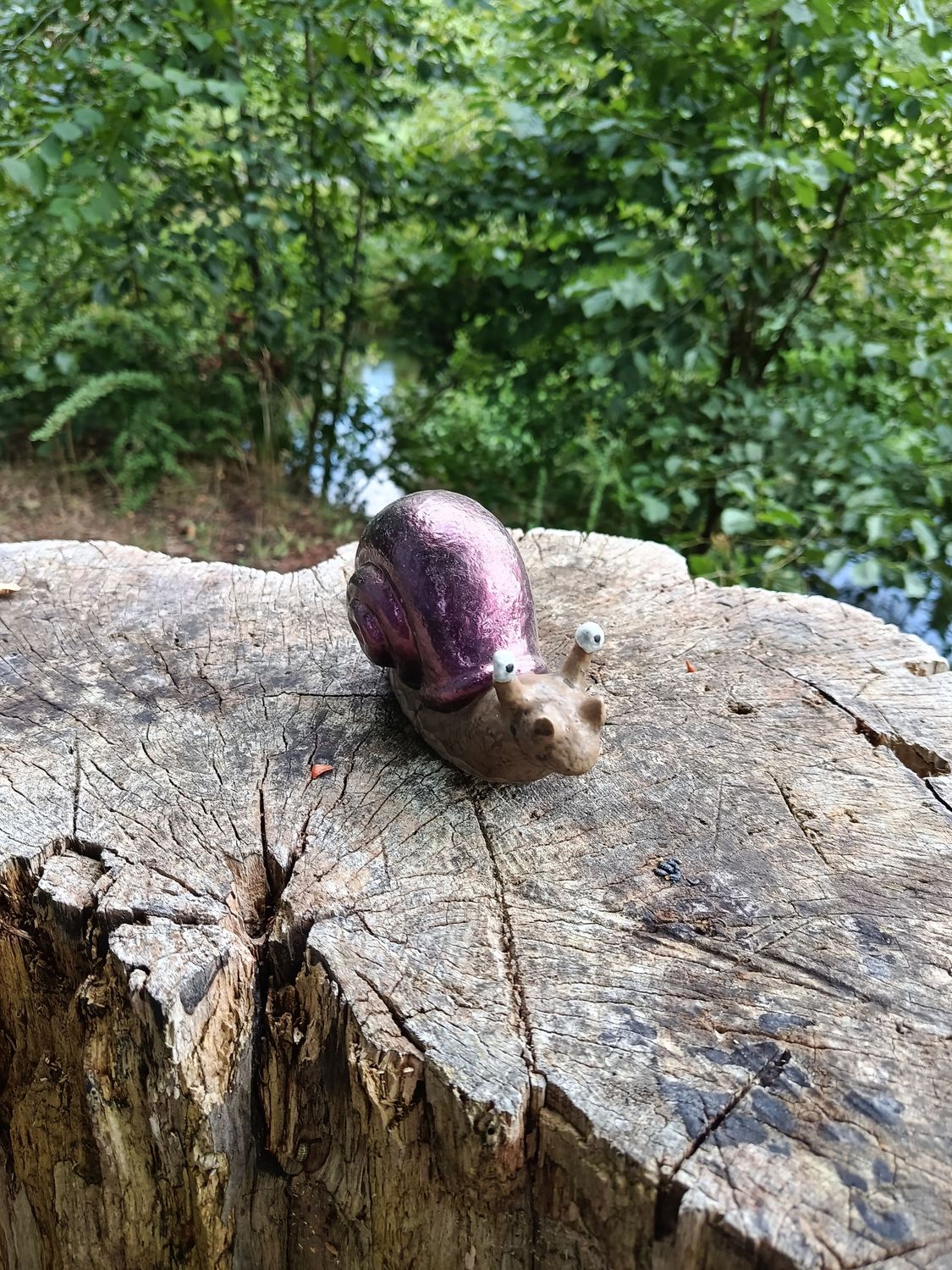 Lila Rennschnecke Lila Rennschnecke