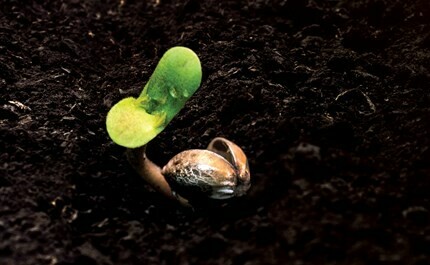 Germination Stage