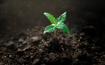 Seedling Stage