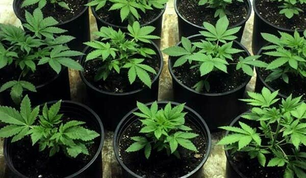 Vegetative Stage