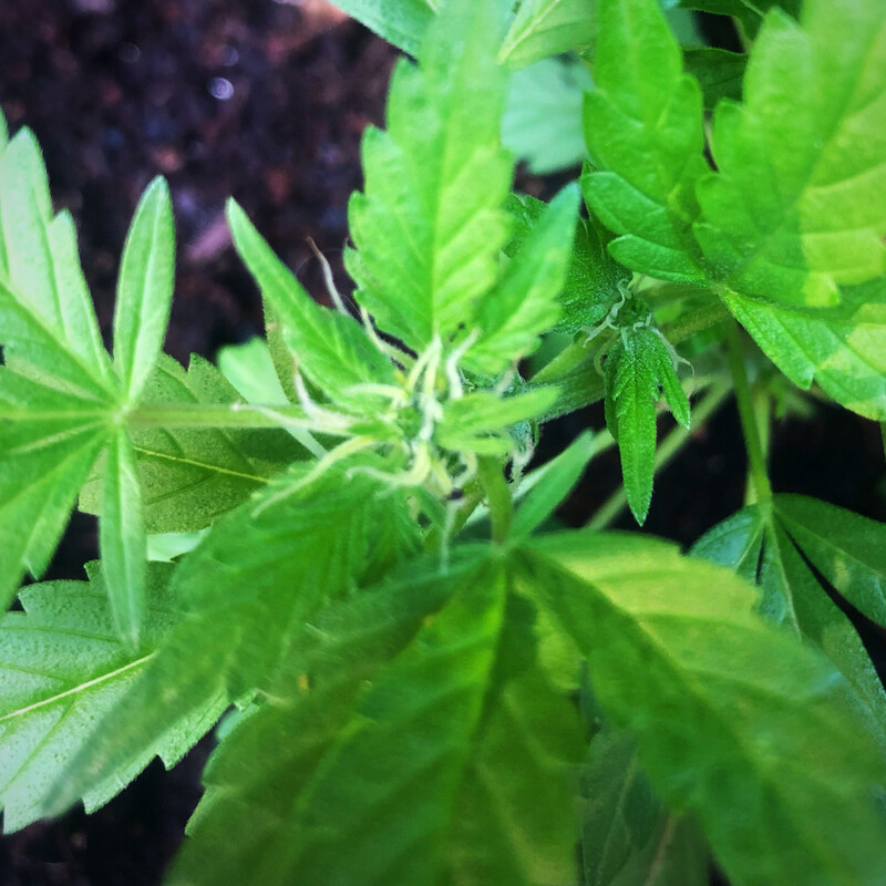 Preflower