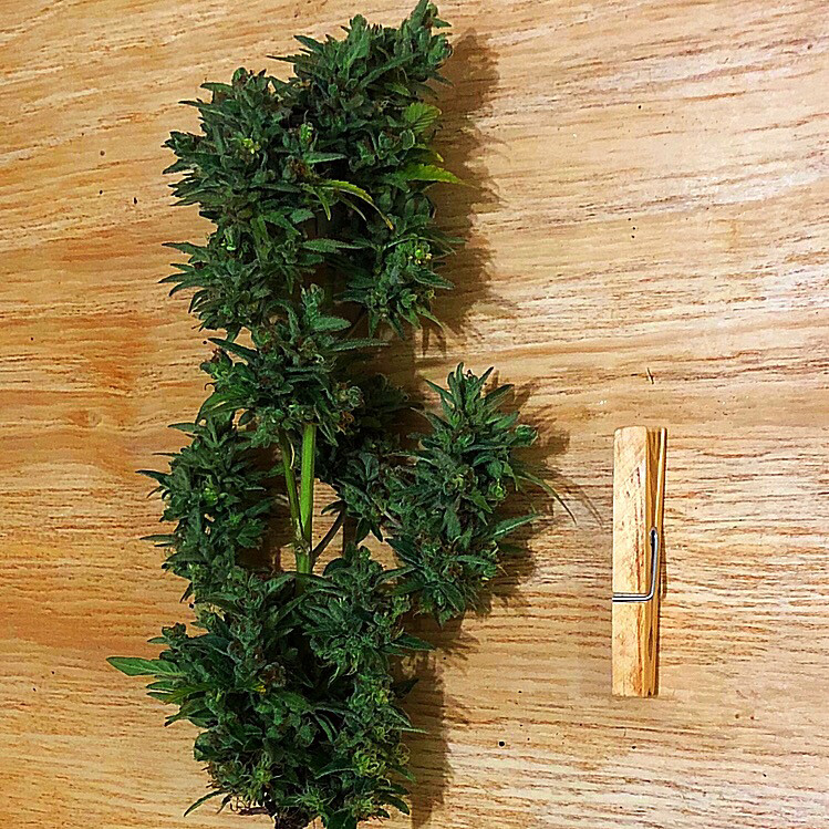 Harvest