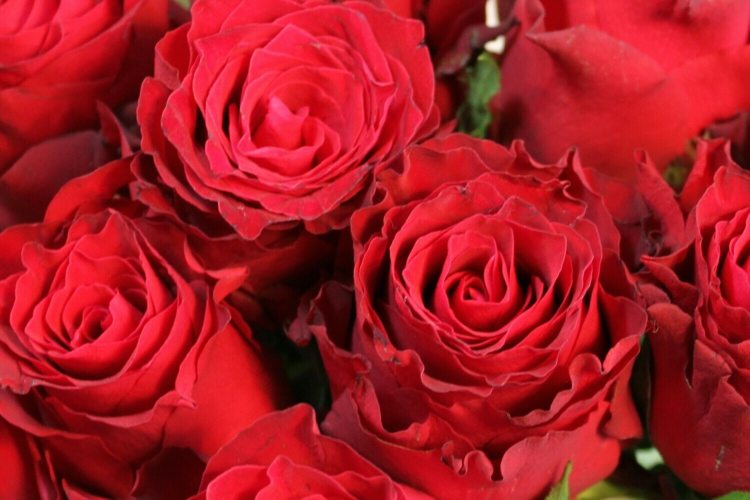 Červené ruže