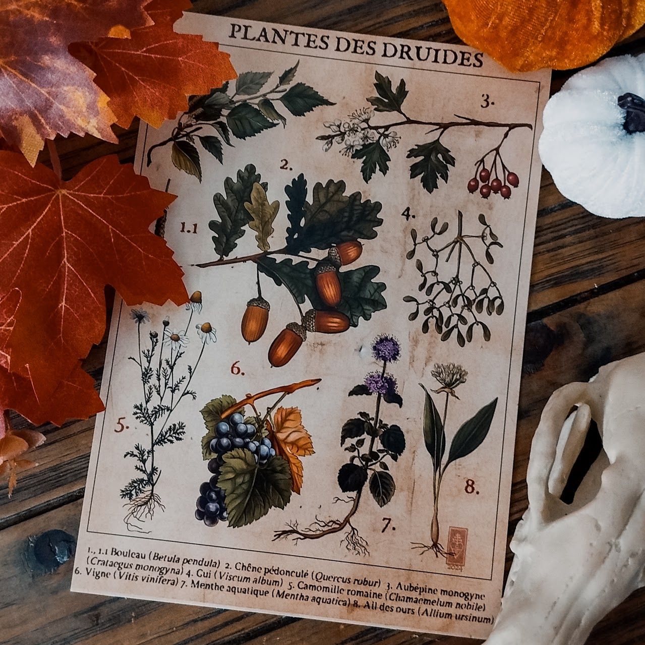 Nouvelles grandes cartes (A5), Modèle: Plantes des druides
