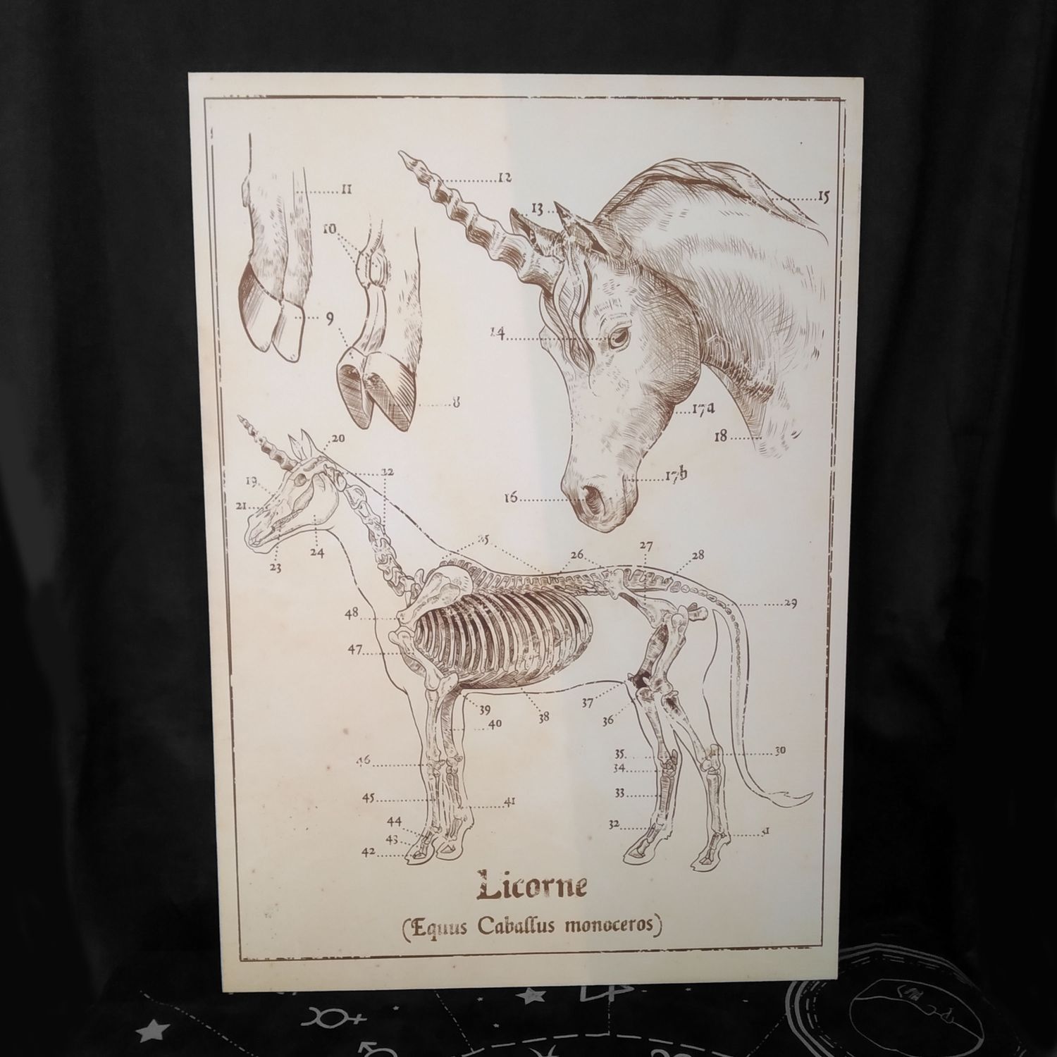 Affiches rigides A3, Modèle: Licorne anatomique
