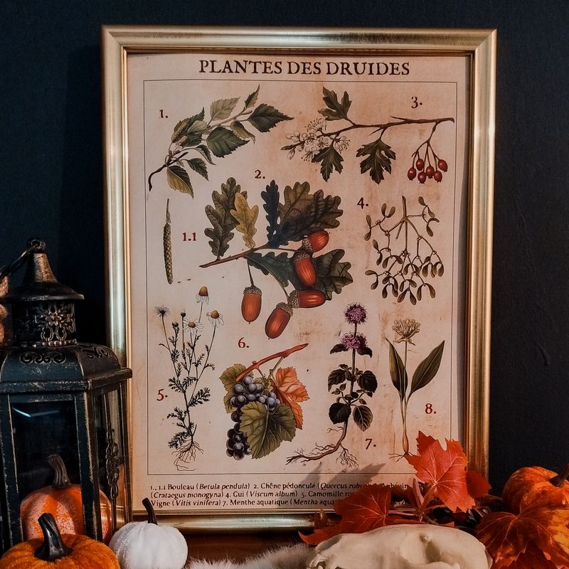 Poster - Plantes des druides