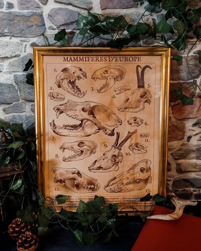 Poster - Crânes de mammifères