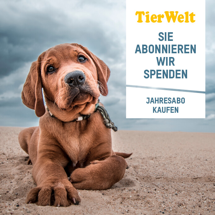 Abonnieren Sie jetzt die TierWelt