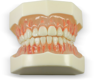 Dental Study Model