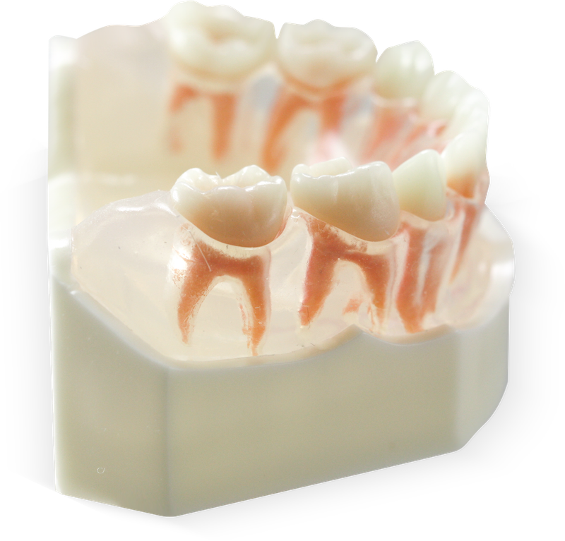 Dental Study Model (primary teeth)