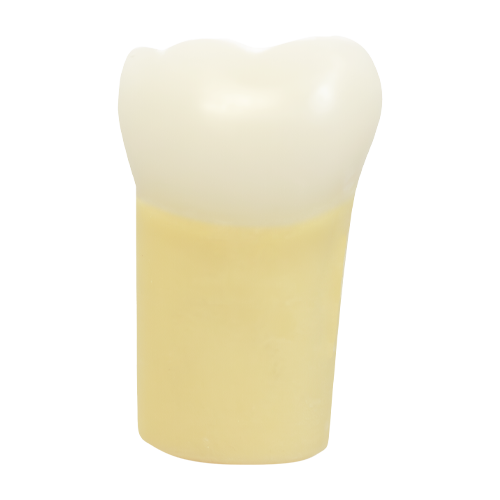 PLT, Prime Two Layered Tooth #30
