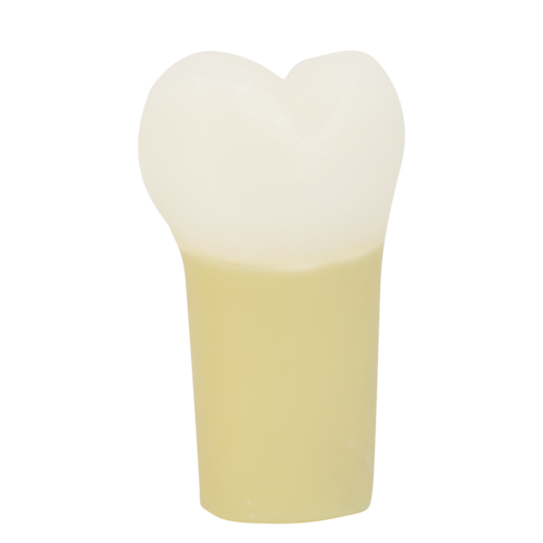 PLT, Prime Two Layered Tooth #03
