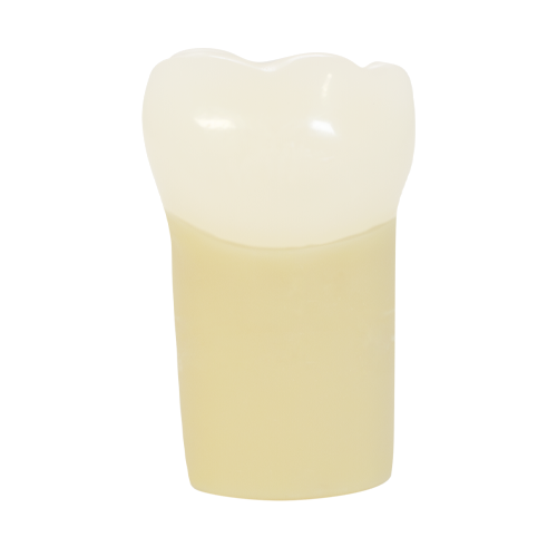 PLT, Prime Two Layered Tooth #19