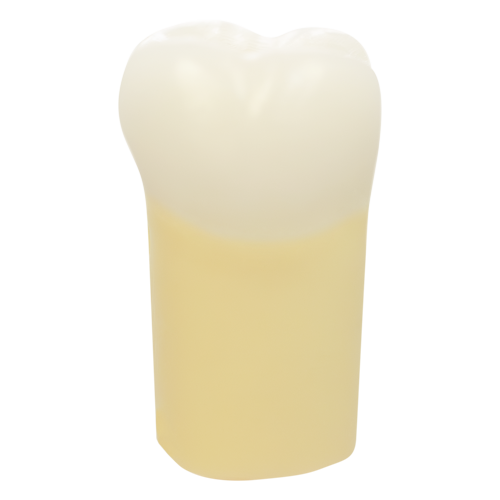 PLT, Prime Two Layered Tooth #18
