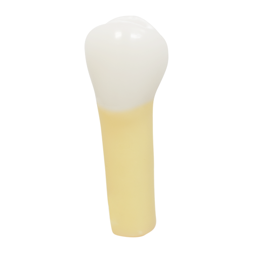 PLT, Prime Two Layered Tooth #04