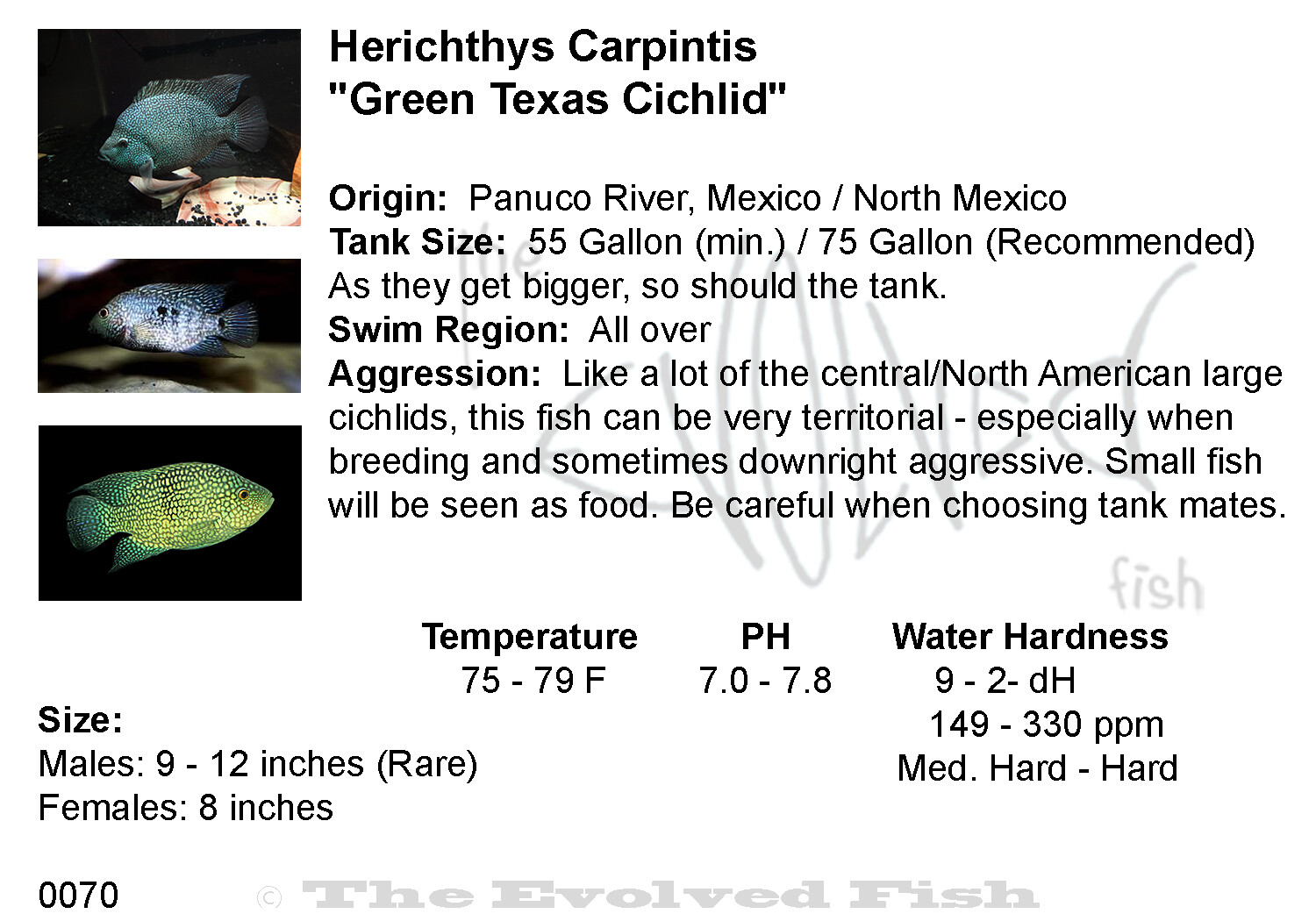 Herichthys Carpintis	&quot;Green Texas Cichlid&quot;